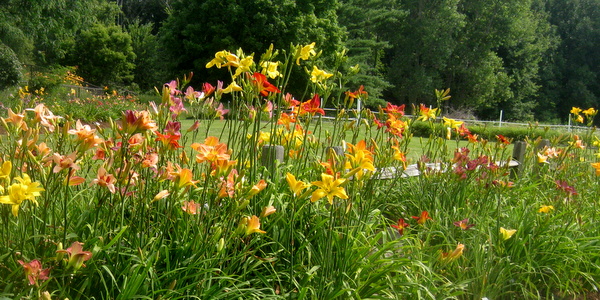 Hemerocallis